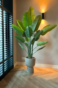 PrettyPlants Kunstplant Strelitzia Maikel 180cm New