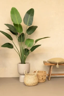 PrettyPlants Kunstplant Strelitzia Mitchel 180cm