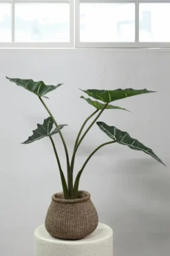 PTMD Kunstplant Alocasia S